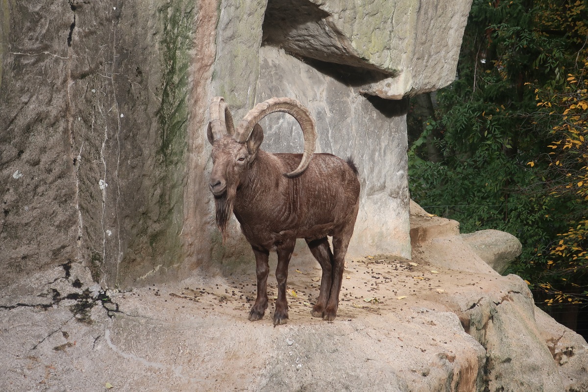Zoo25108
